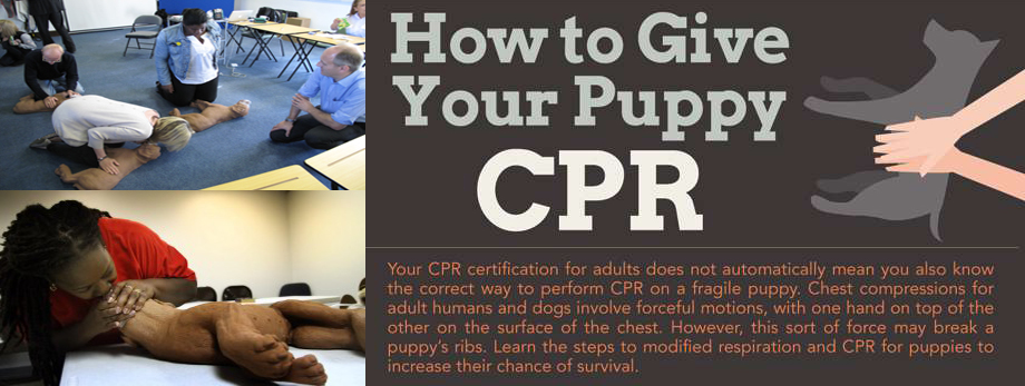 puppy cpr